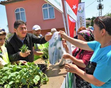 ALTINORDU BELEDİYESİ’NDEN ÜRETİCİLERE 200 BİN FİDE DESTEĞİ