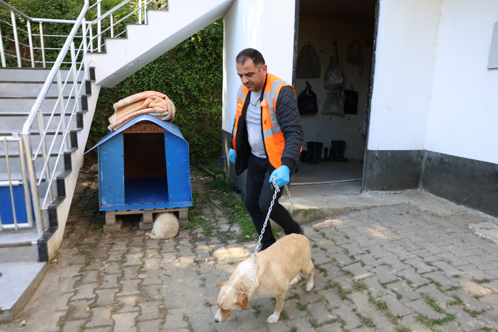PATİLİ DOSTLARIN KISIRLAŞTIRILMA SEFERBERLİĞİ BAŞLADI
