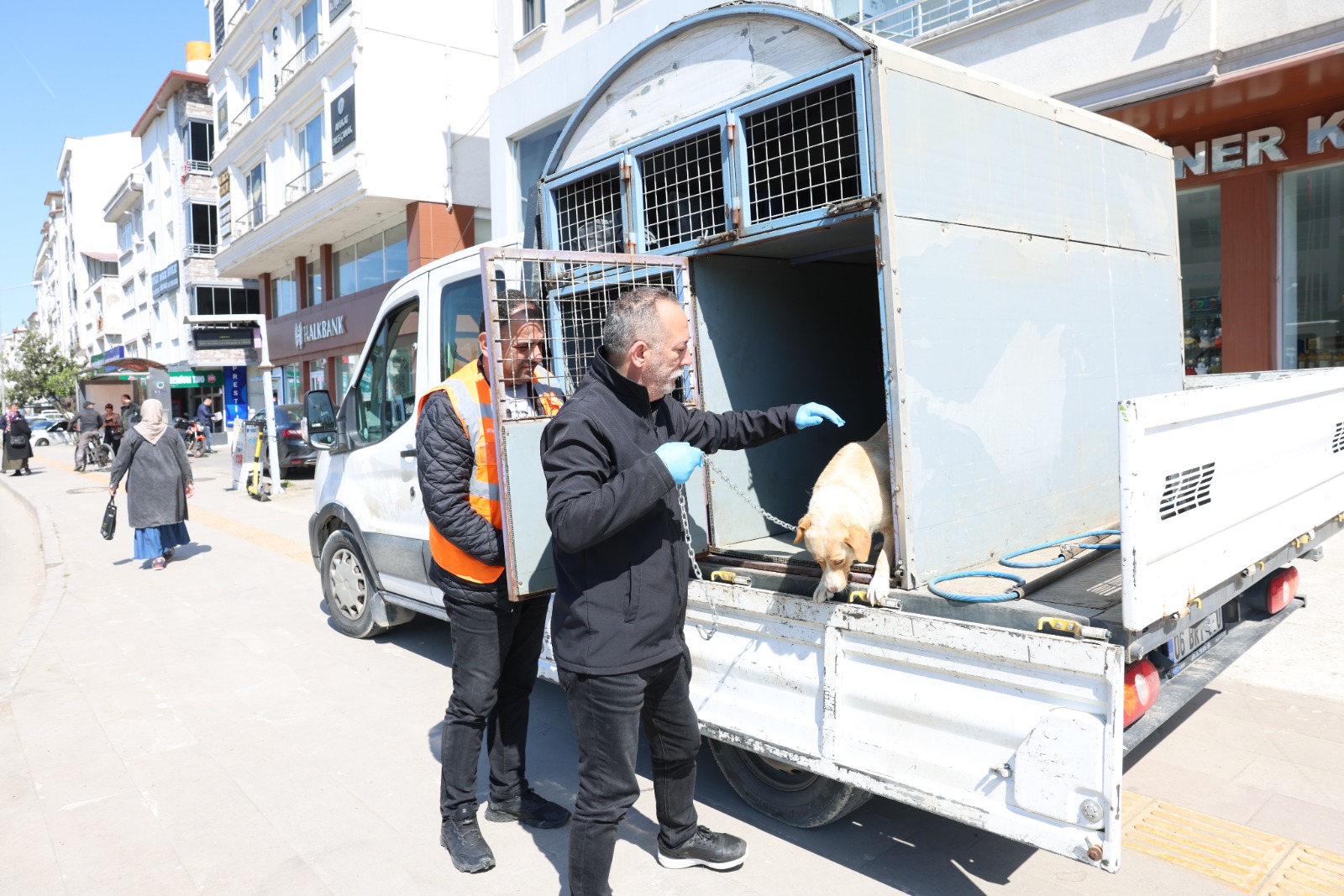PATİLİ DOSTLARIN KISIRLAŞTIRILMA SEFERBERLİĞİ BAŞLADI